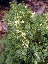 Cyprysik tępołuskowy 'Snow Flake' 